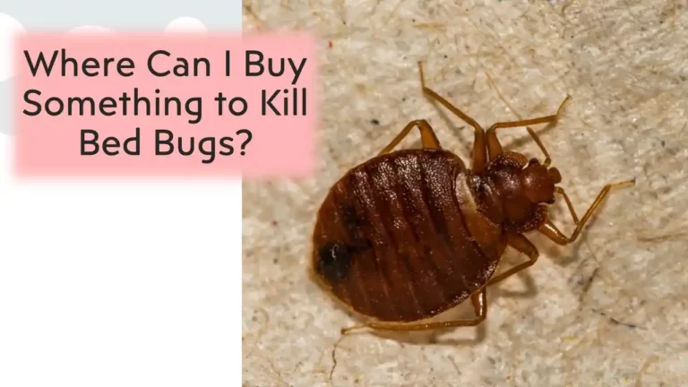 Where Can I Buy Something to Kill Bed Bugs