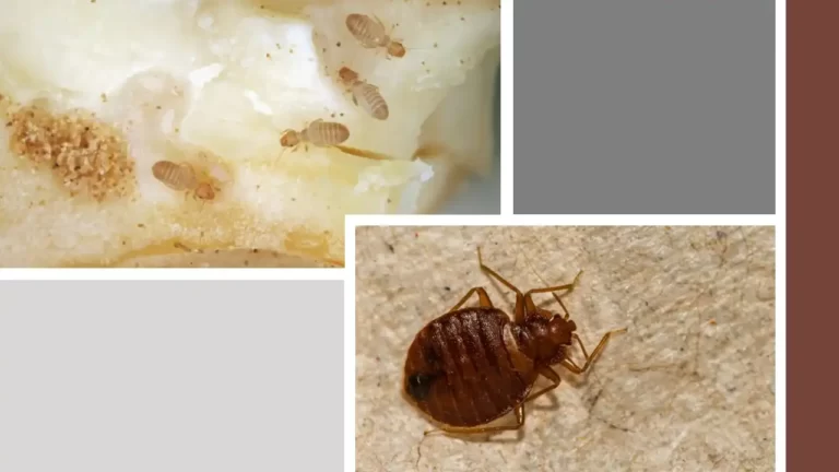 booklice vs bed bug
