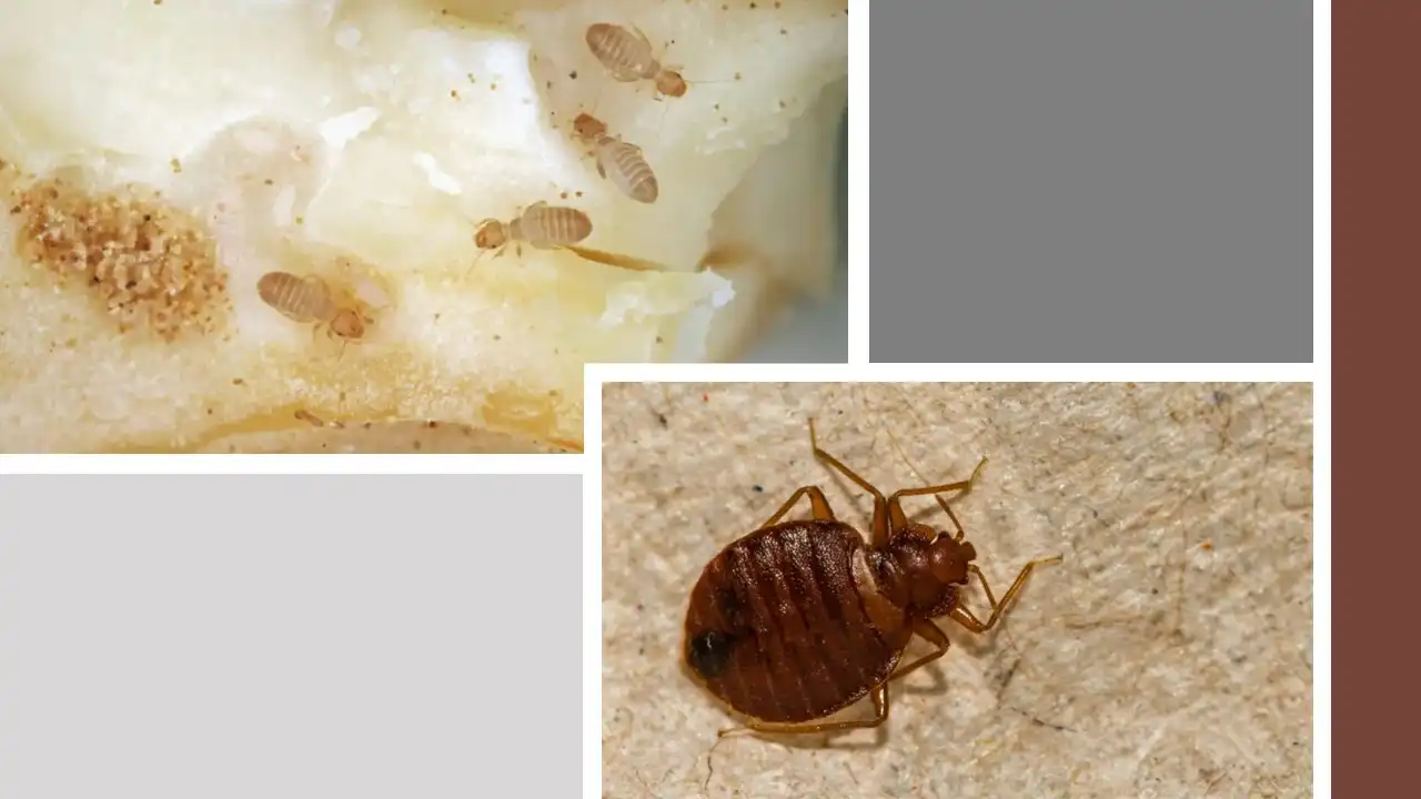 Booklice vs Bed Bugs: Understanding the Differences and Similarities 1 booklice vs bed bug