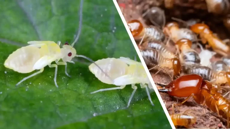 termites vs booklice