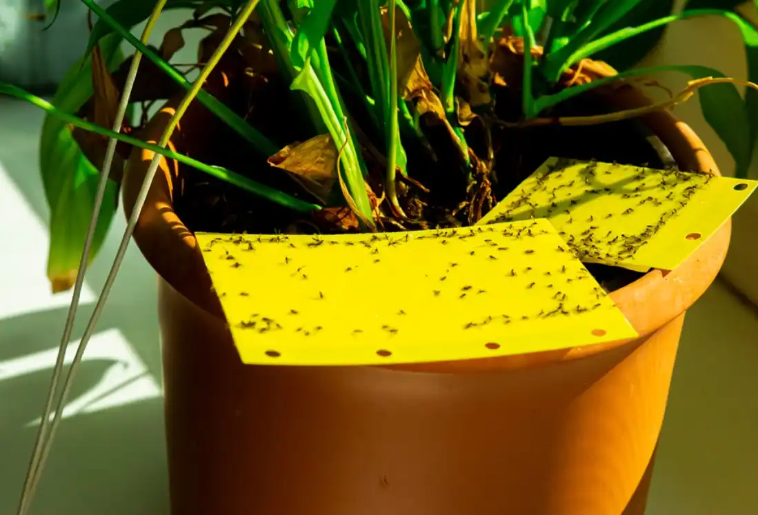 18 Interesting Facts About Gnats (2023) 1 gnats