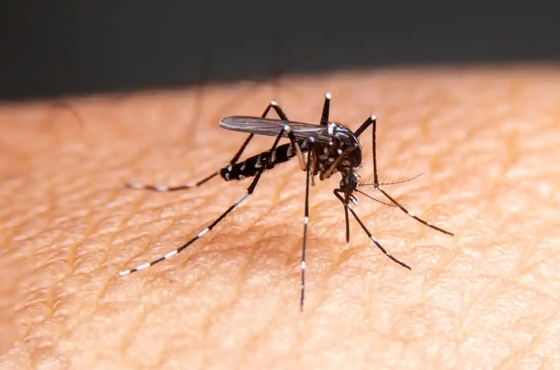 22 Interesting Facts About Mosquitoes 2023 • Pest Information And Prevention Tips Pestnile 6766